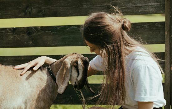 pexels-photo-4917820-4917820 A young woman lovingly interacts with a goat in a sunny farmyard, embodying rural life.