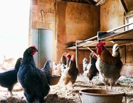 pexels-photo-840111-840111 A rustic indoor chicken coop with hens and a rooster. Natural daylight illuminates the scene.
